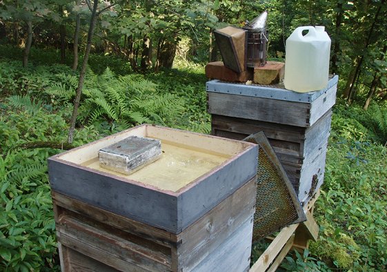 Syrup in a national hive feeder